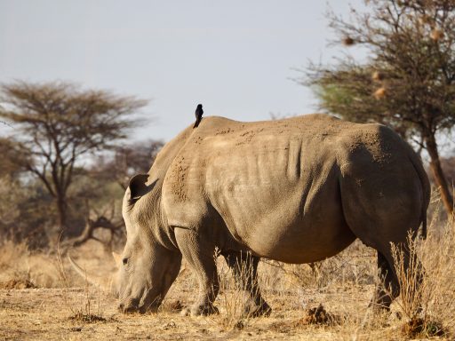 Nashorn mit Vogel auf dem Rücken bei Tag