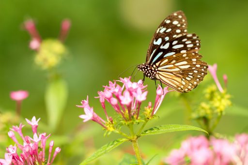 Schmetterling mit braunen und weißen Flügeln sitzt auf rosa Blüten