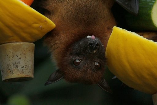 Nahaufnahme einer überkopf hängenden Fledermaus