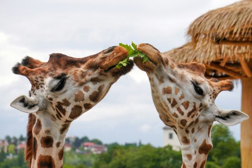 Zwei Giraffen teilen sich grüne Blätter