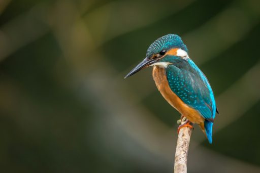 Eisvogel mit blauem und orangefarbenem Gefieder sitzt auf einem Ast vor unscharf grünem Hintergrund