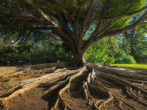 Großer Baum mit weiten Wurzeln