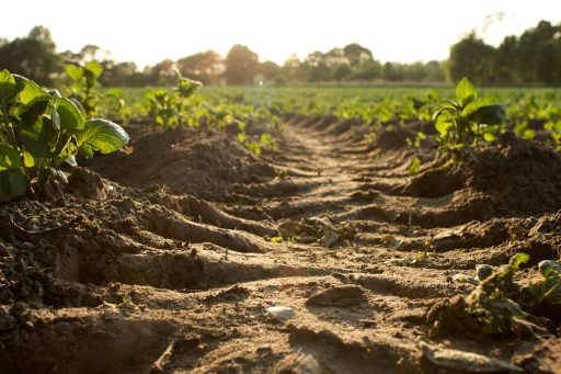 Junge grüne Pflanzen wachsen in Reihen auf einem landwirtschaftlichen Feld bei Sonnenuntergang