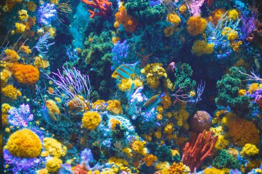 Bunte Fische schwimmen in einem bunten Korallenriff