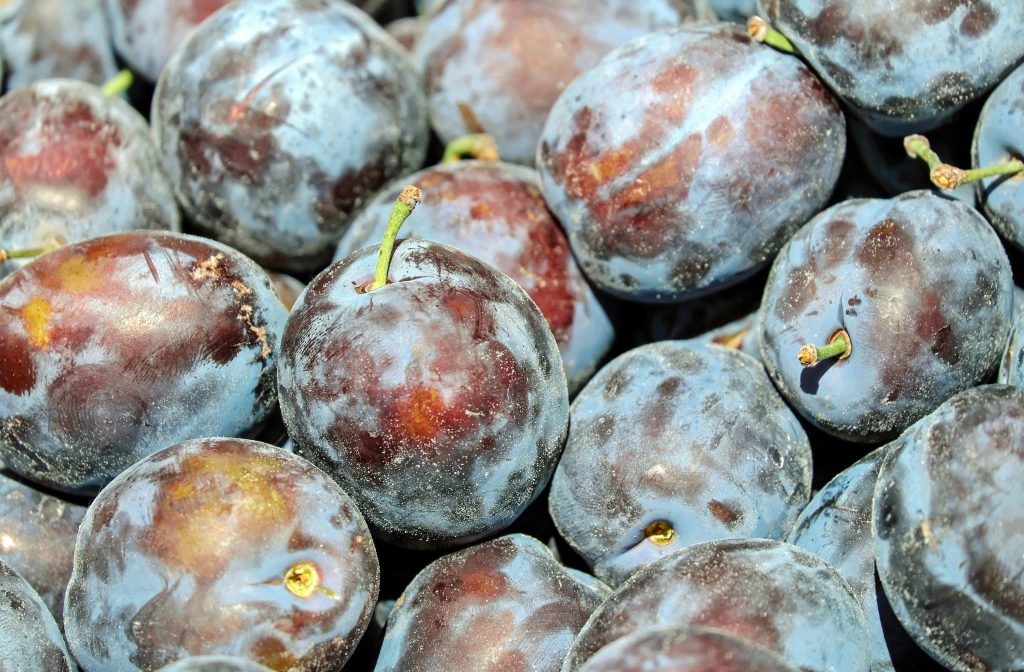 Nahaufnahme von reifen, blauen Pflaumen mit Stielen