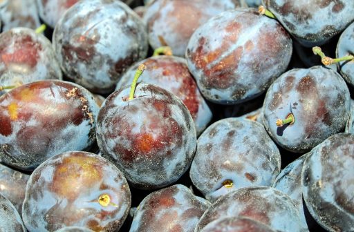 Nahaufnahme von reifen, blauen Pflaumen mit Stielen