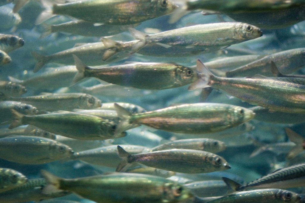 Schwarm von Heringen schwimmt im Wasser mit silbrig glänzenden Körpern