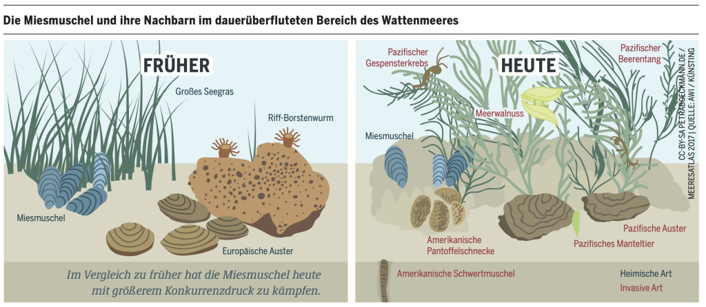 Vergleich der Arten im dauerhaft überfluteten Wattenmeer früher und heute: Früher Miesmuschel, großes Seegras, europäische Auster, Riff-Borstenwurm; heute Miesmuschel, amerikanische Pantoffelschnecke, pazifische Auster, pazifisches Manteltier, pazifischer Gespensterkrebs, Meerwalnuss, pazifischer Beerentang, amerikanische Schwertmuschel. Invasive Arten sind rot markiert.