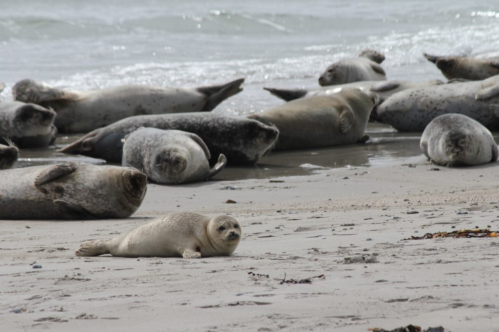 Mehrere Kegelrobben liegen entspannt am Strand von Helgoland, eine junge Robbe liegt im Vordergrund im Sand