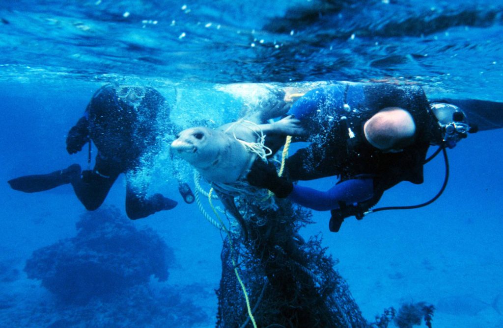 Taucher befreien eine in einem Fischernetz verfangene Robbe unter Wasser