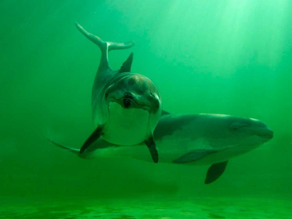 Zwei Schweinswale schwimmen unter Wasser in grünem Licht, einer frontal, der andere seitlich