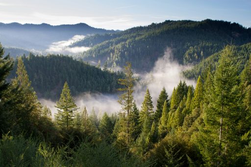 Blick auf bewaldete Hügel mit Nebel in den Tälern unter klarem Himmel