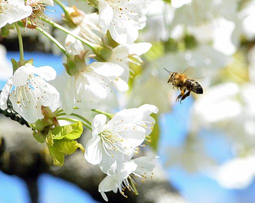 Biene fliegt zu weißen Kirschblüten an einem sonnigen Frühlingstag