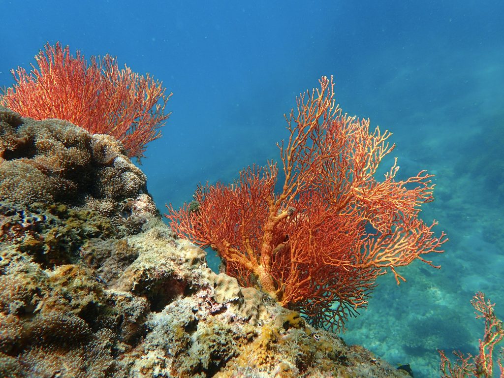 Rotes Gorgonienkorallenriff unter klarem Wasser mit Felsen im Vordergrund