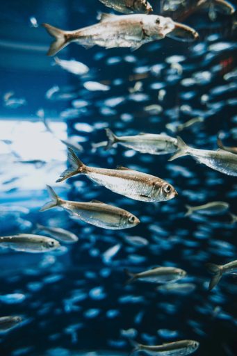 Schwarm silberner Fische schwimmt im Wasser mit unscharfem Hintergrund