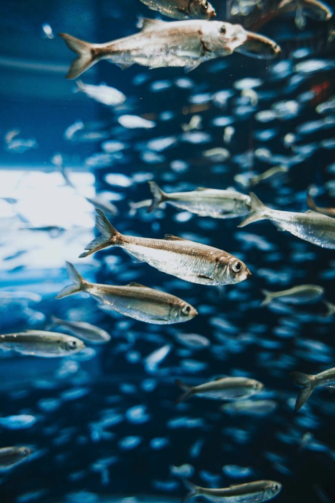 Schwarm silberner Fische schwimmt im Wasser mit unscharfem Hintergrund