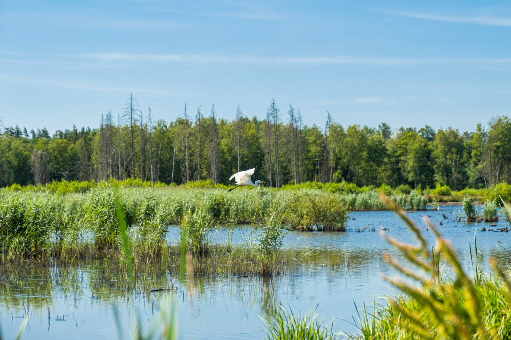 Ein See mit Schilf und Büschen, darüber fliegt ein weißer Vogel, im Hintergrund ein Wald unter blauem Himmel
