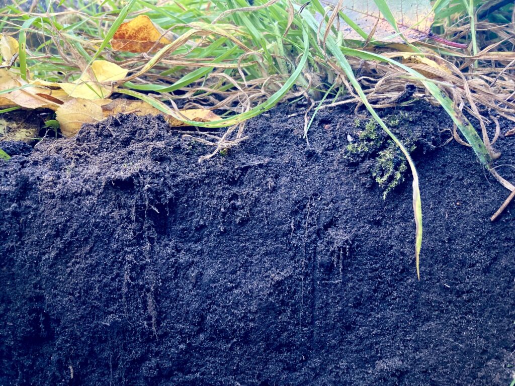 Profil eines Bodens mit Gras und Laub.