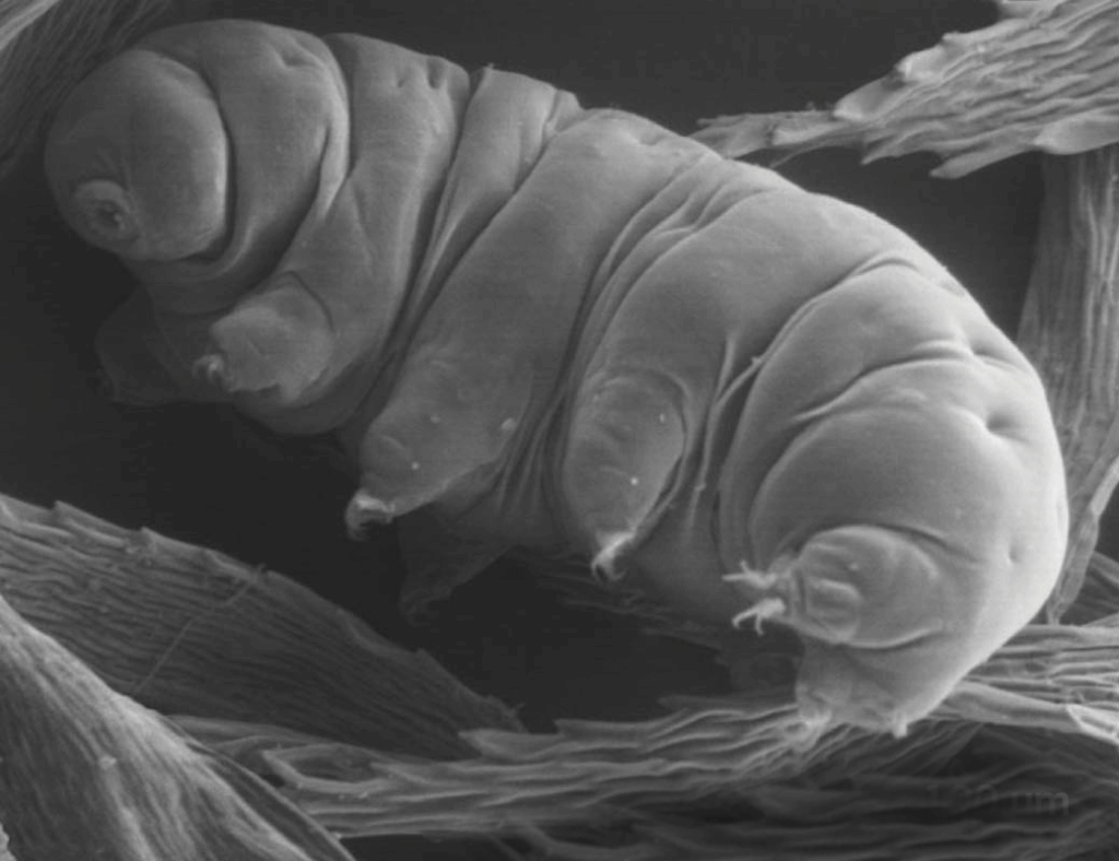 Mikroskopisches Foto eines Bärtierchens