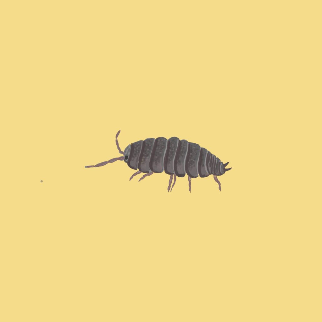 Illustration einer Assel