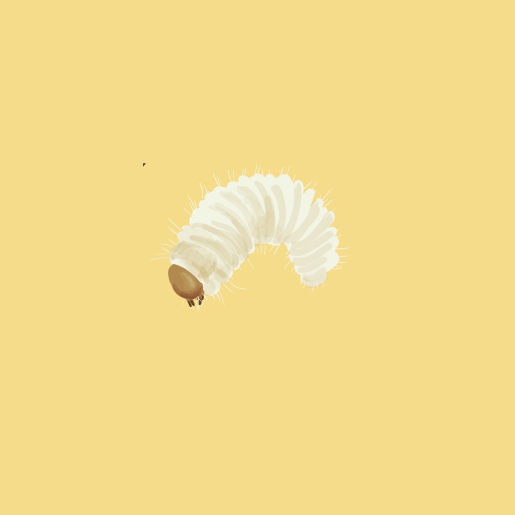 Illustration Käferlarve
