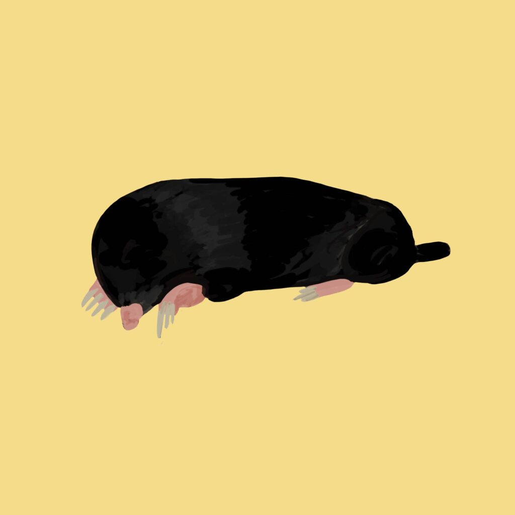Maulwurf