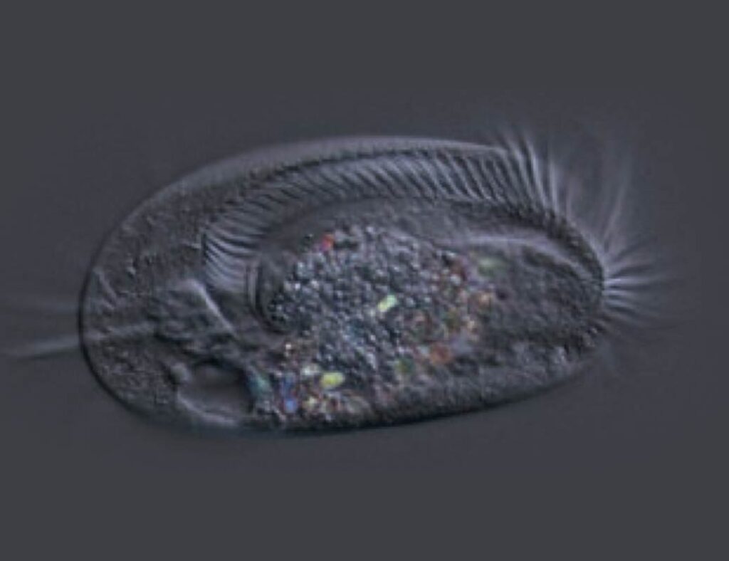 Mikroskopische Aufnahme eines Wimperntierchens