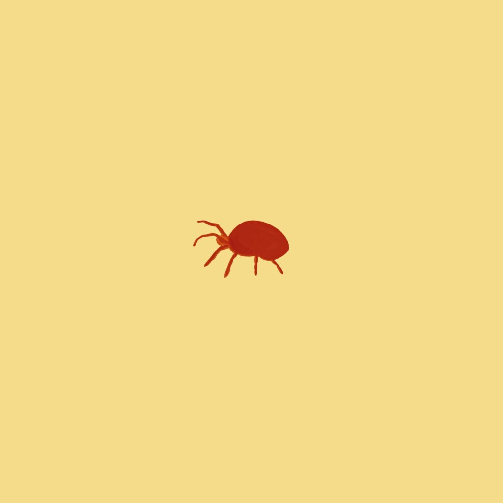 Illustration einer Milbe