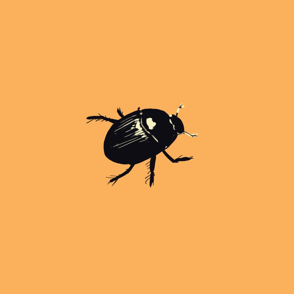 Illustration eines Mistkäfer