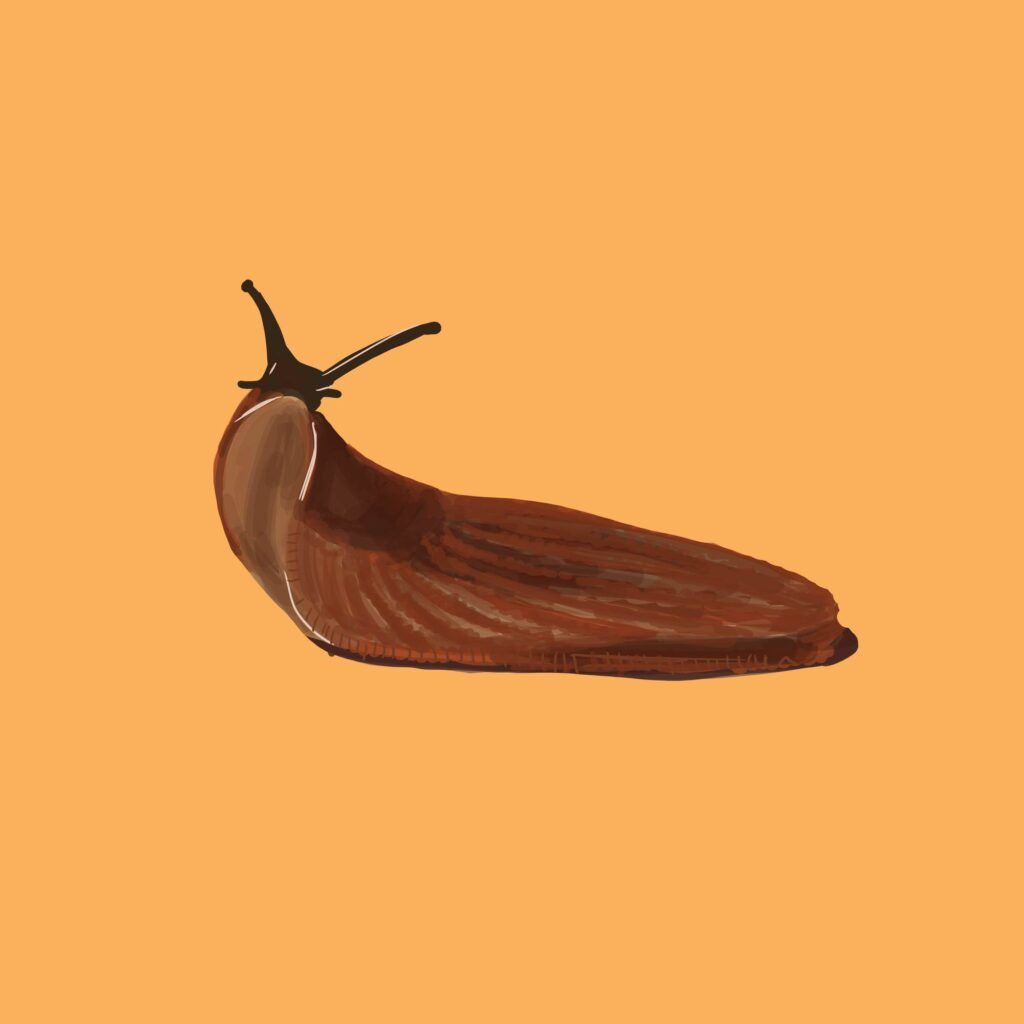 Illustration einer Nacktschnecke