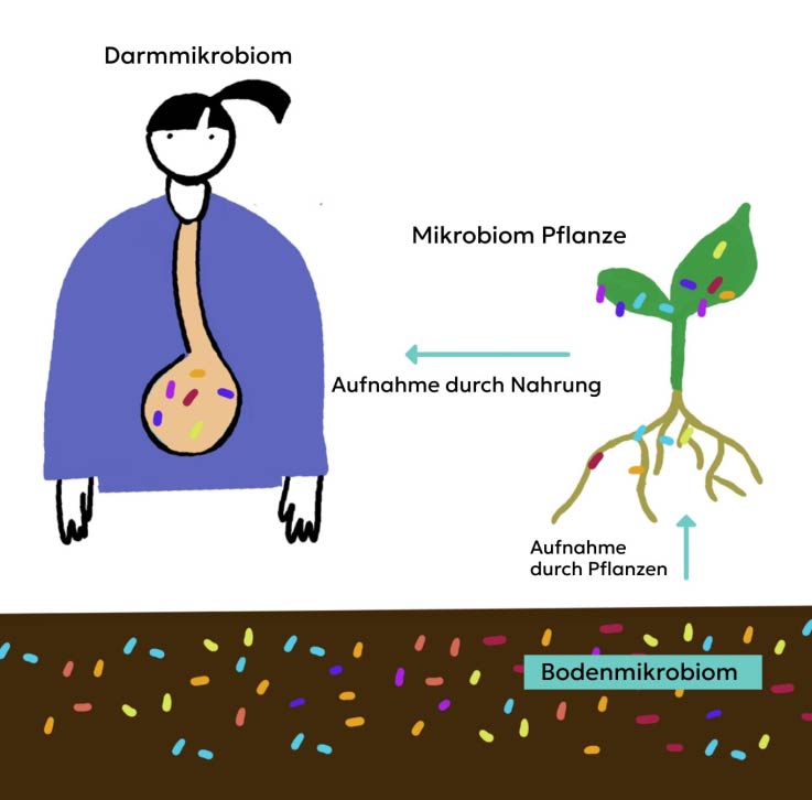 Illustration der Zusammenhänge von Bodenmikrobiom mit Pflanzen und Menschen.