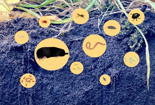 Foto von einem Bodenprofil mit Illustrationen von verschiedenen Bodenlebewesen.