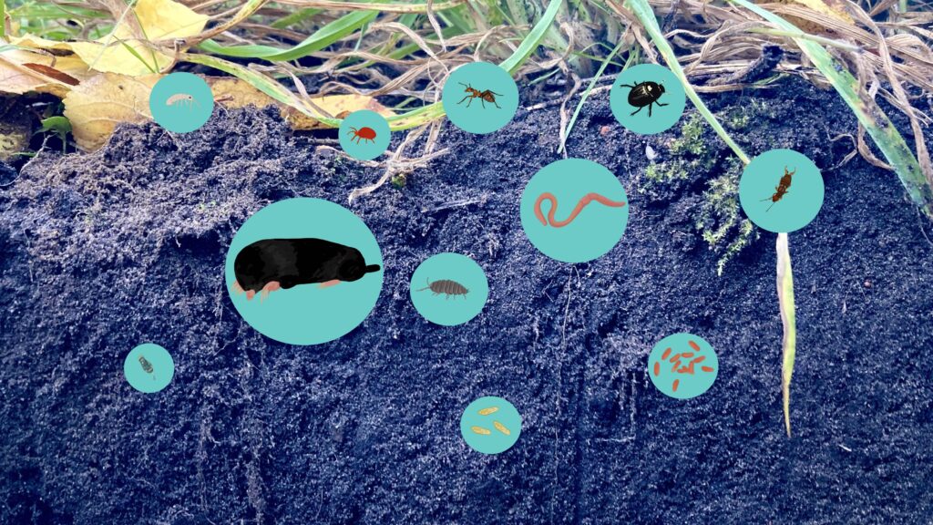 Illustrationen von verschiedenen Bodenlebewesen auf einem Foto eines Bodenquerschnitts.