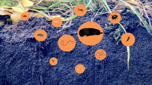 Foto von einem Bodenprofil mit Illustrationen von verschiedenen Bodenlebewesen.