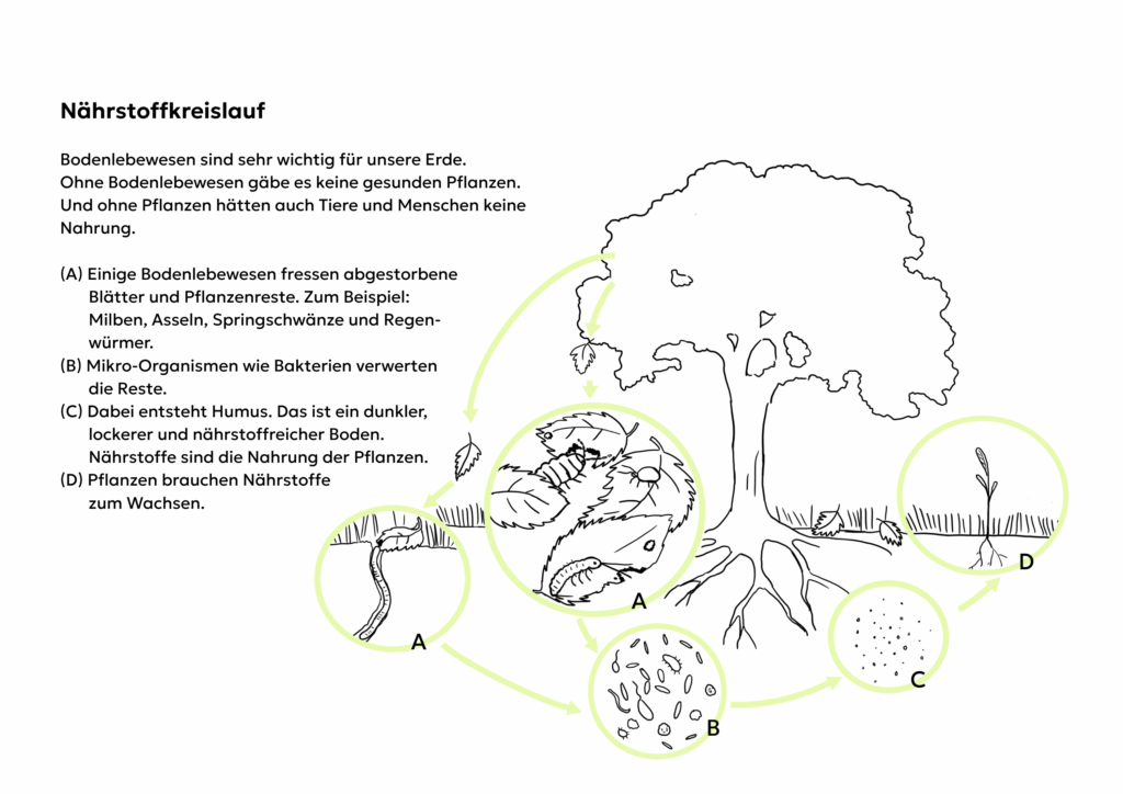 Grafik zum Nährstoffkreislauf