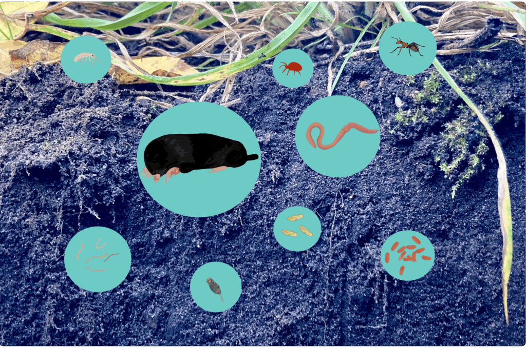 Illustrationen von verschiedenen Bodenlebewesen auf einem Foto eines Bodenquerschnitts.