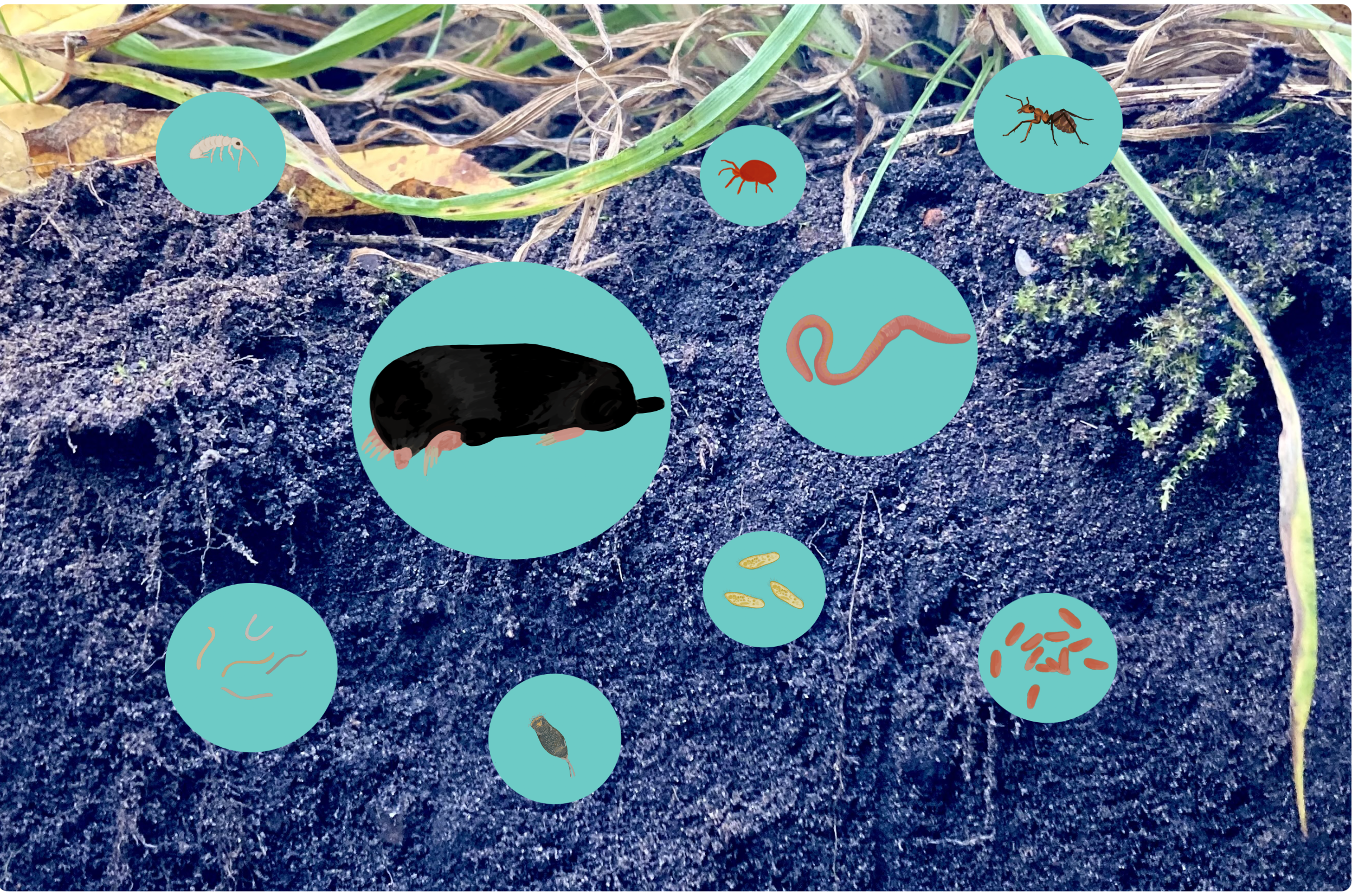 Illustrationen von verschiedenen Bodenlebewesen auf einem Foto eines Bodenquerschnitts.