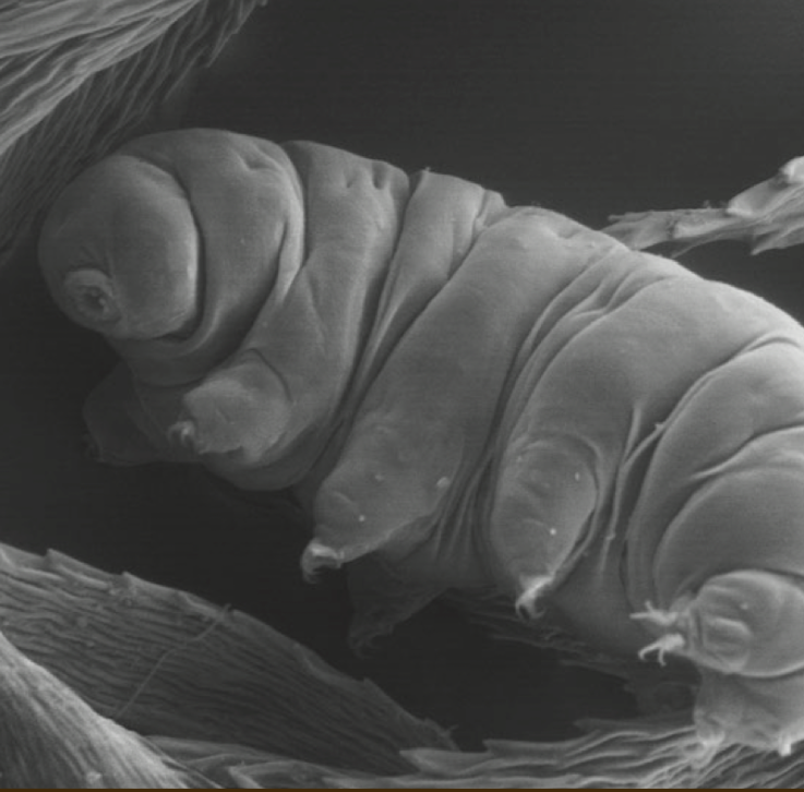 Mikroskopisches Foto von einem Bärtierchen