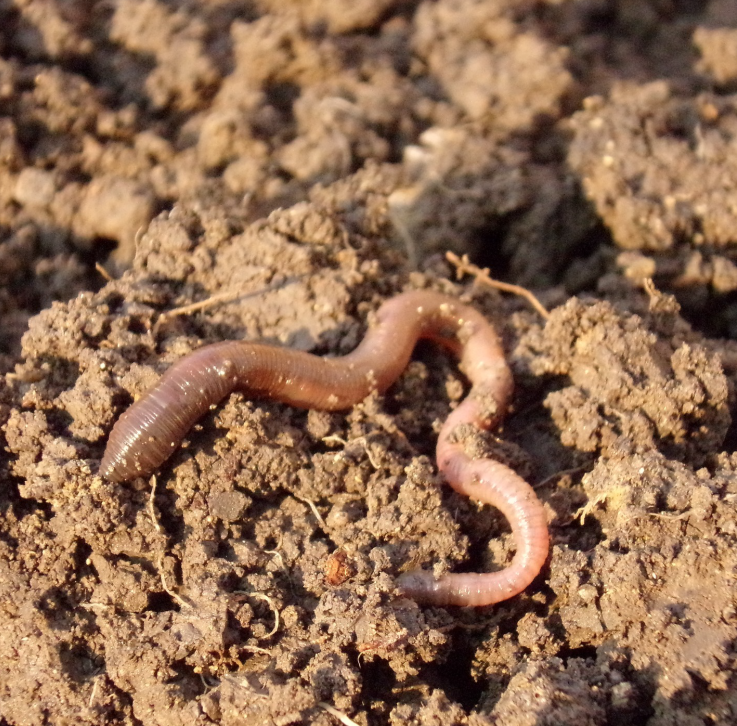 Regenwurm an der Erdoberfläche
