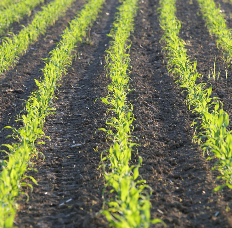 Jungpflanzen Mais in Reihen auf einem Feld.