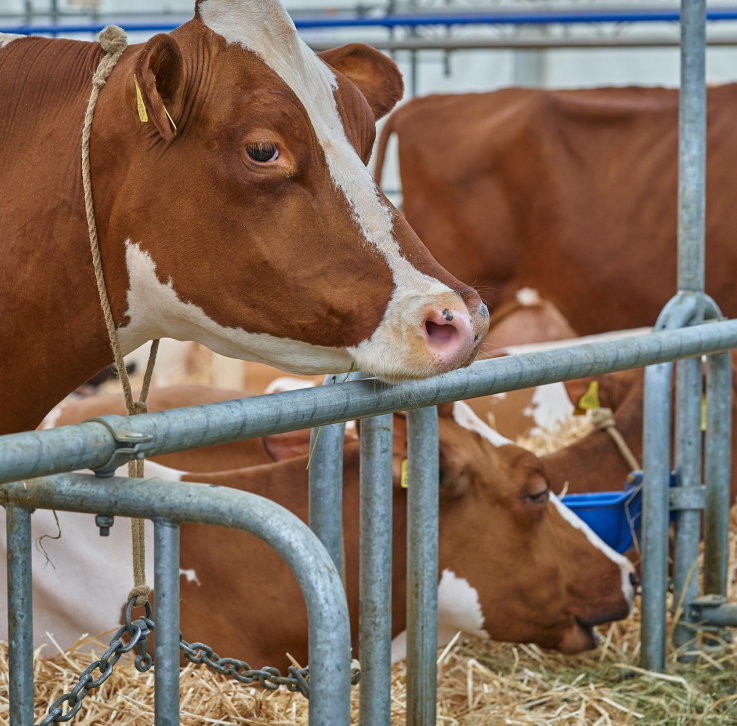 Kühe in einem Stall.