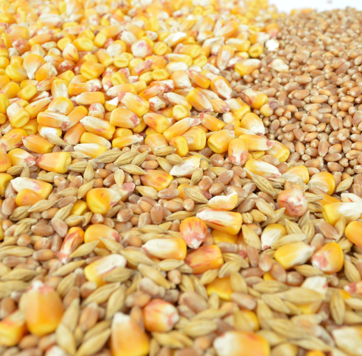 Mischung aus Mais und Getreidekörnern.