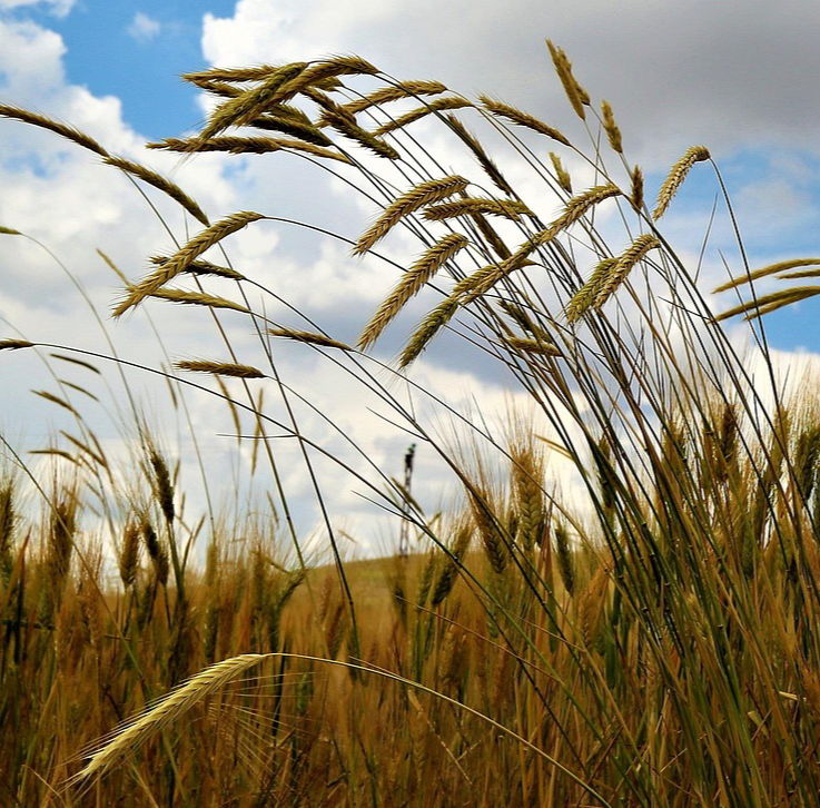 Weizen auf einem Feld.