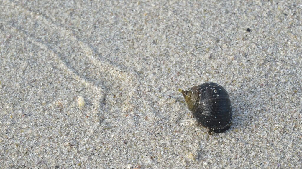 Das Schneckenhaus einer Strandschnecke auf Sand. Erkennbar ist die Spur der Schnecke.