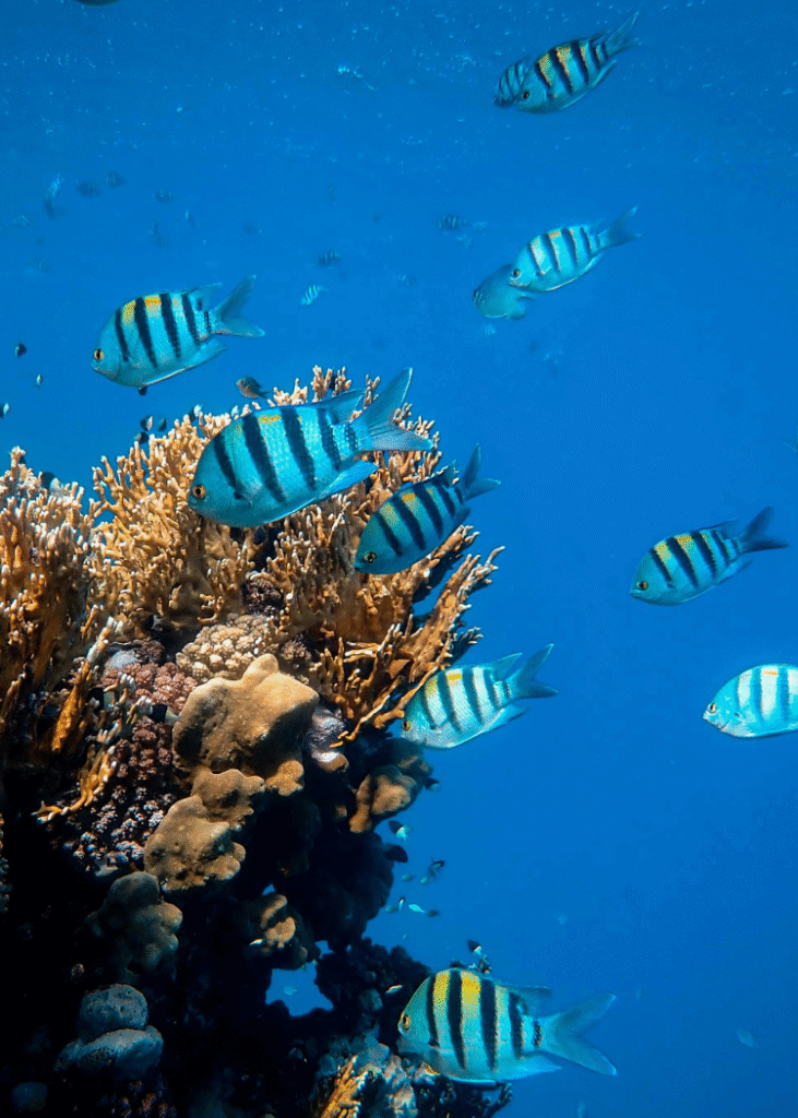 Blau gestreifte Fische im Meer an einem Riff.