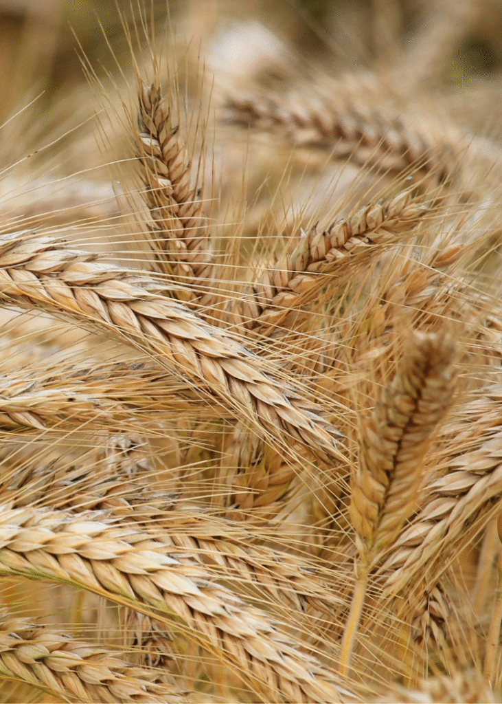 Ausgereiftes Getreide.