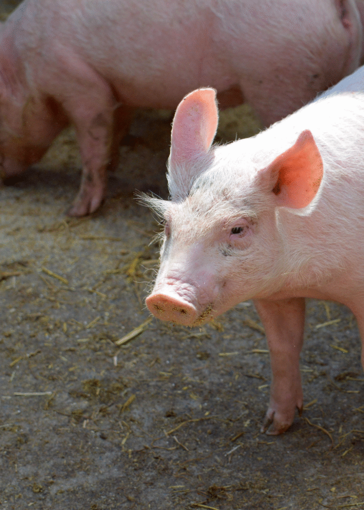 Ein Hausschwein draußen auf Sandboden.