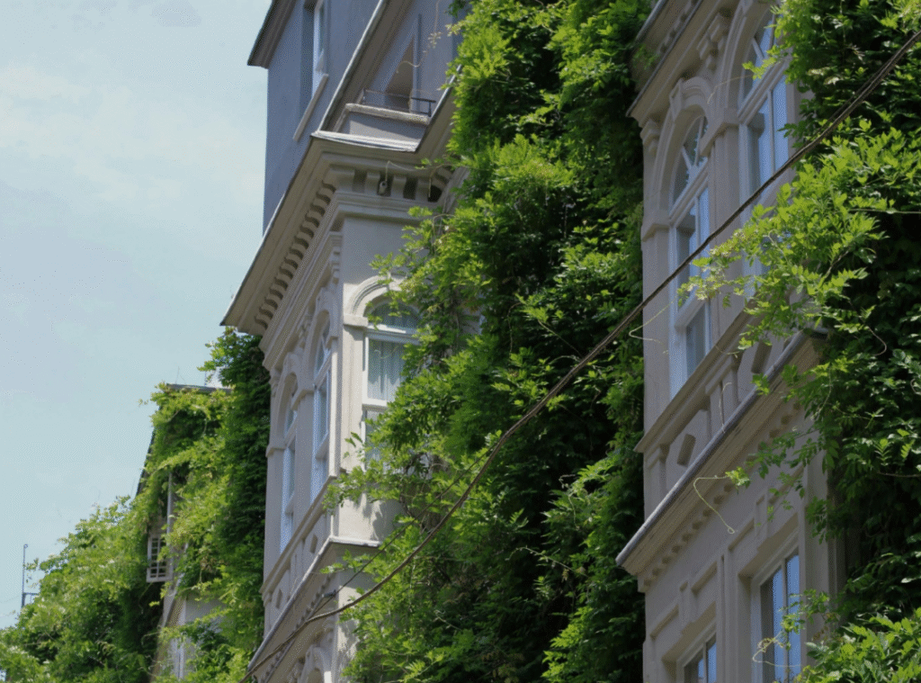 Ein Altbau mit Fassadenbegrünung