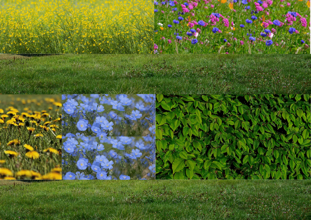 Collage mit Blumen und Wiese