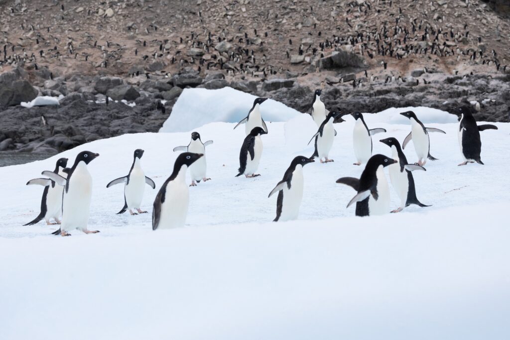Gruppe von Adéliepinguinen auf schneebedecktem Boden vor felsigem Hintergrund